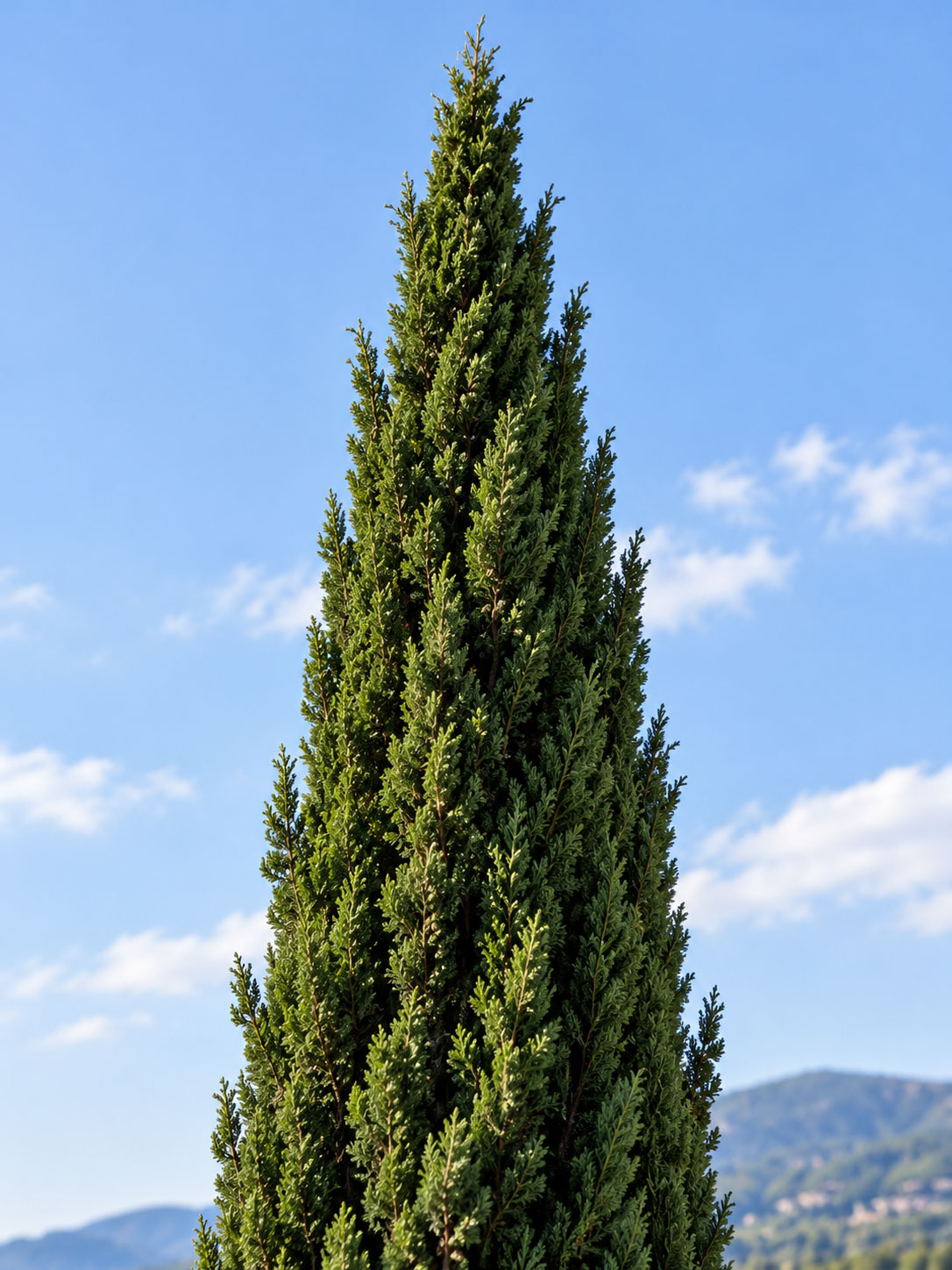 سرو شیرازی (Cupressus sempervirens) فرم ستونی